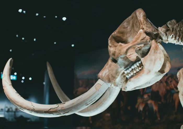 Image of a Triceratops skeleton