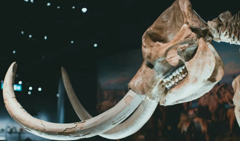 Image of a Triceratops skeleton