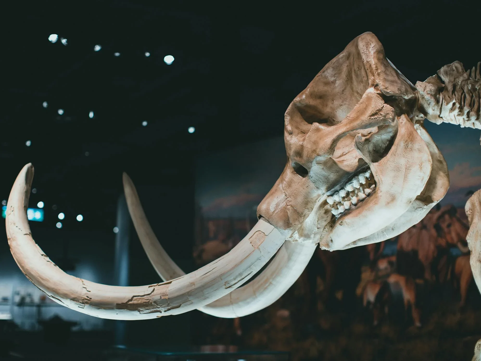 Image of a Triceratops skeleton